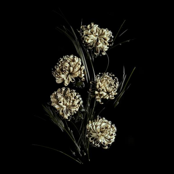 Photograph Marc Tule China Mums on One Eyeland
